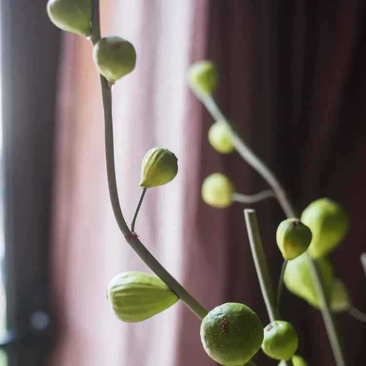 Artificial Fig Fruit Stem 30" Tall Silk Branch by RusticReach