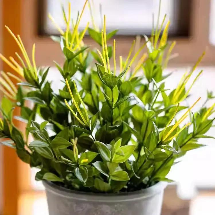 Golden Needle Potted Plant by RusticReach