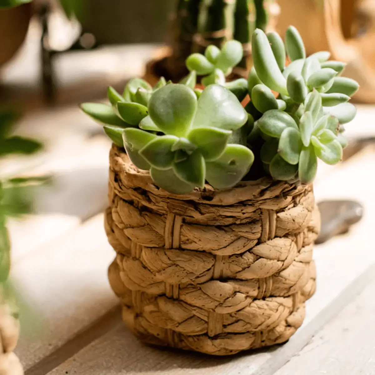 Grass Woven Looking Cement Planter by RusticReach