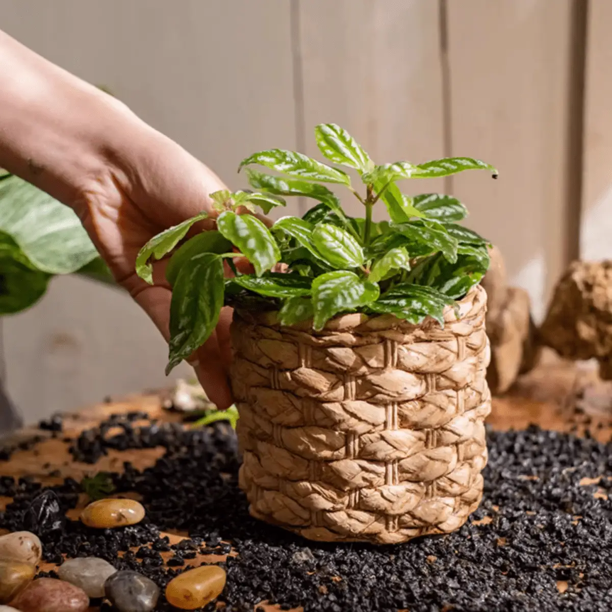 Grass Woven Looking Cement Planter by RusticReach