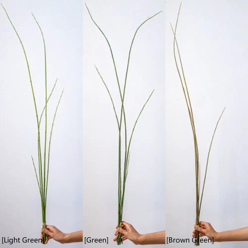 Artificial Faux Rough Horsetail Plant Long Stem 54" Tall by RusticReach
