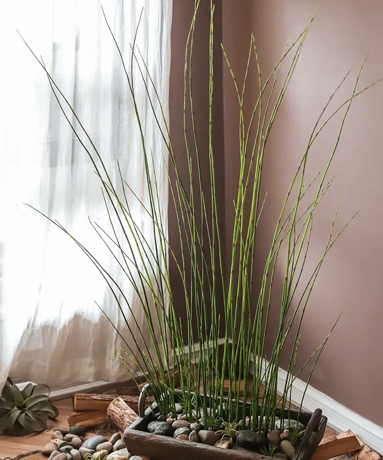 Artificial Faux Rough Horsetail Plant Long Stem 54" Tall by RusticReach