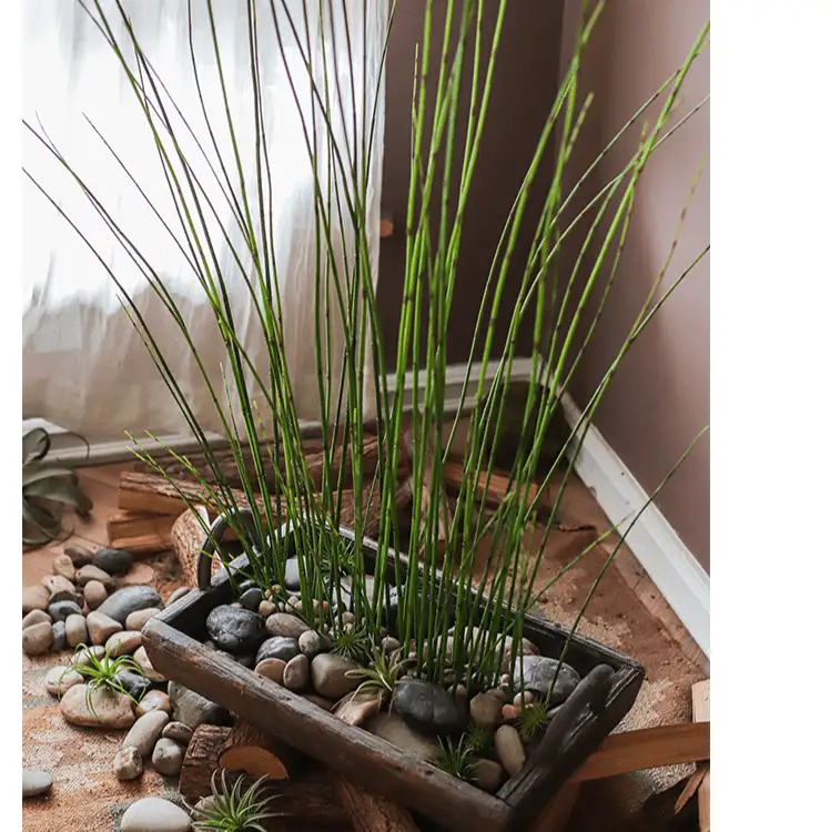 Artificial Faux Rough Horsetail Plant Long Stem 54" Tall by RusticReach