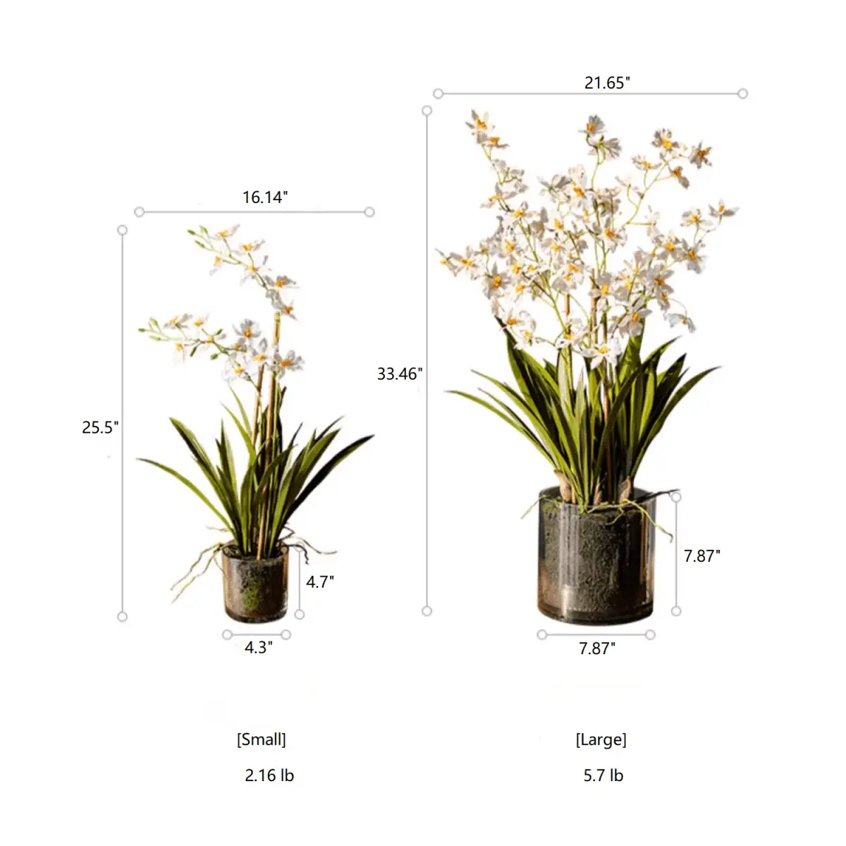 White Hui Lan Orchid in Glass Pot by RusticReach