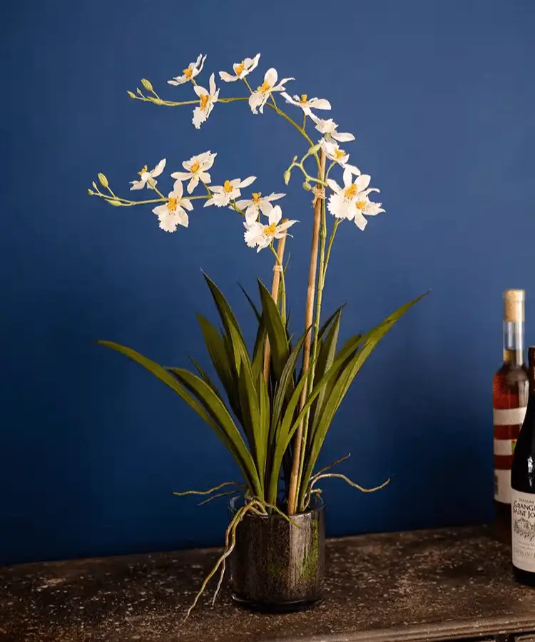 White Hui Lan Orchid in Glass Pot by RusticReach
