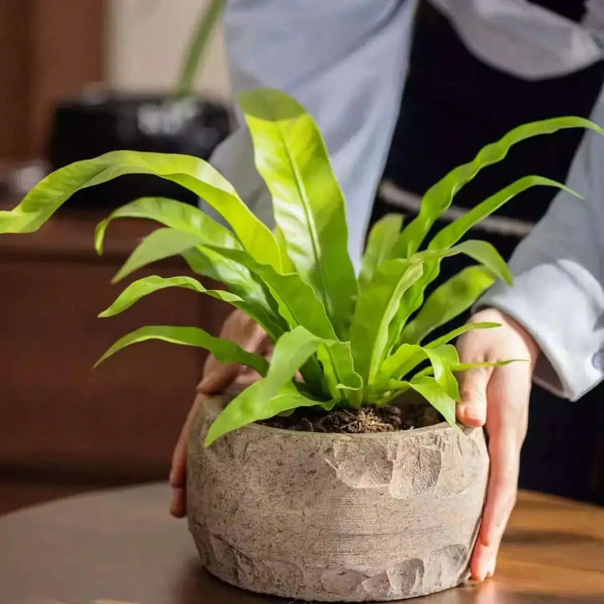 Mesa Cement Pot Planter by RusticReach