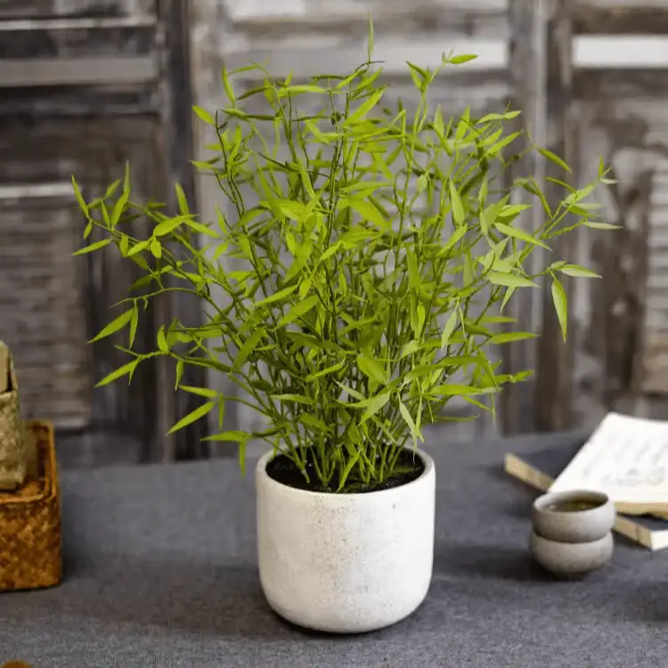 Realistic Mini Bamboo Leaf Potted Plant by RusticReach