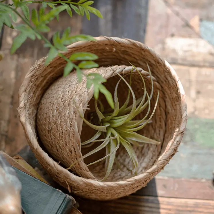 Natural Straw Desktop Flower Basket by RusticReach