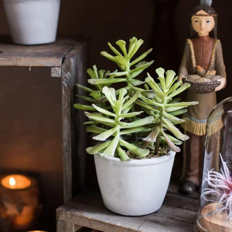 Artificial Faux Adromischus Succulent In Pot by RusticReach
