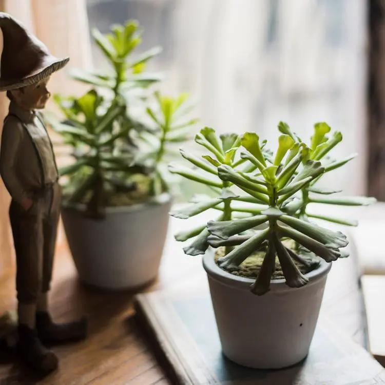 Artificial Faux Adromischus Succulent In Pot by RusticReach