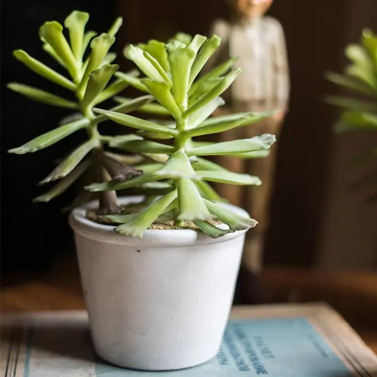 Artificial Faux Adromischus Succulent In Pot by RusticReach