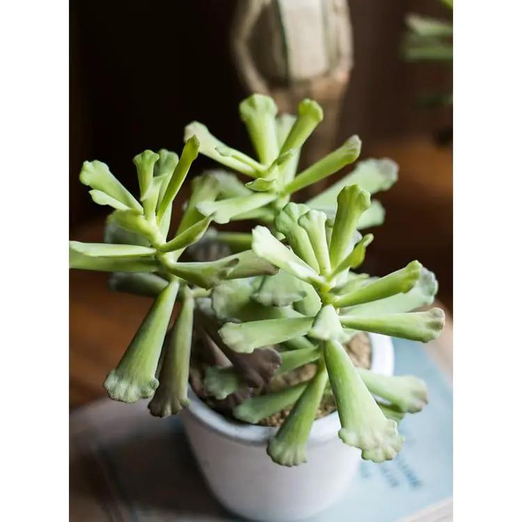 Artificial Faux Adromischus Succulent In Pot by RusticReach