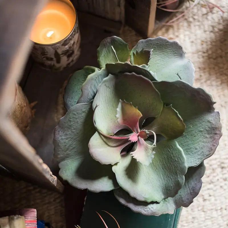 Artificial Real Touch Succulent Gigantea In Pot Faux by RusticReach