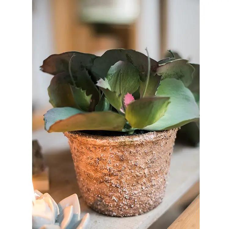 Artificial Real Touch Succulent Gigantea In Pot Faux by RusticReach