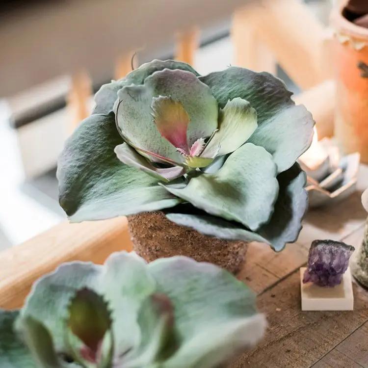 Artificial Real Touch Succulent Gigantea In Pot Faux by RusticReach