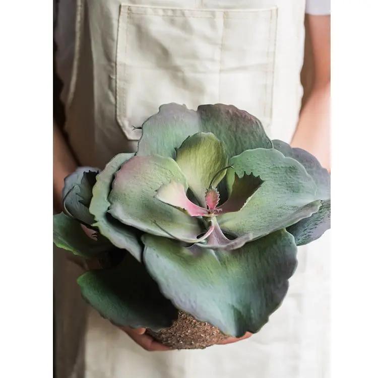 Artificial Real Touch Succulent Gigantea In Pot Faux by RusticReach