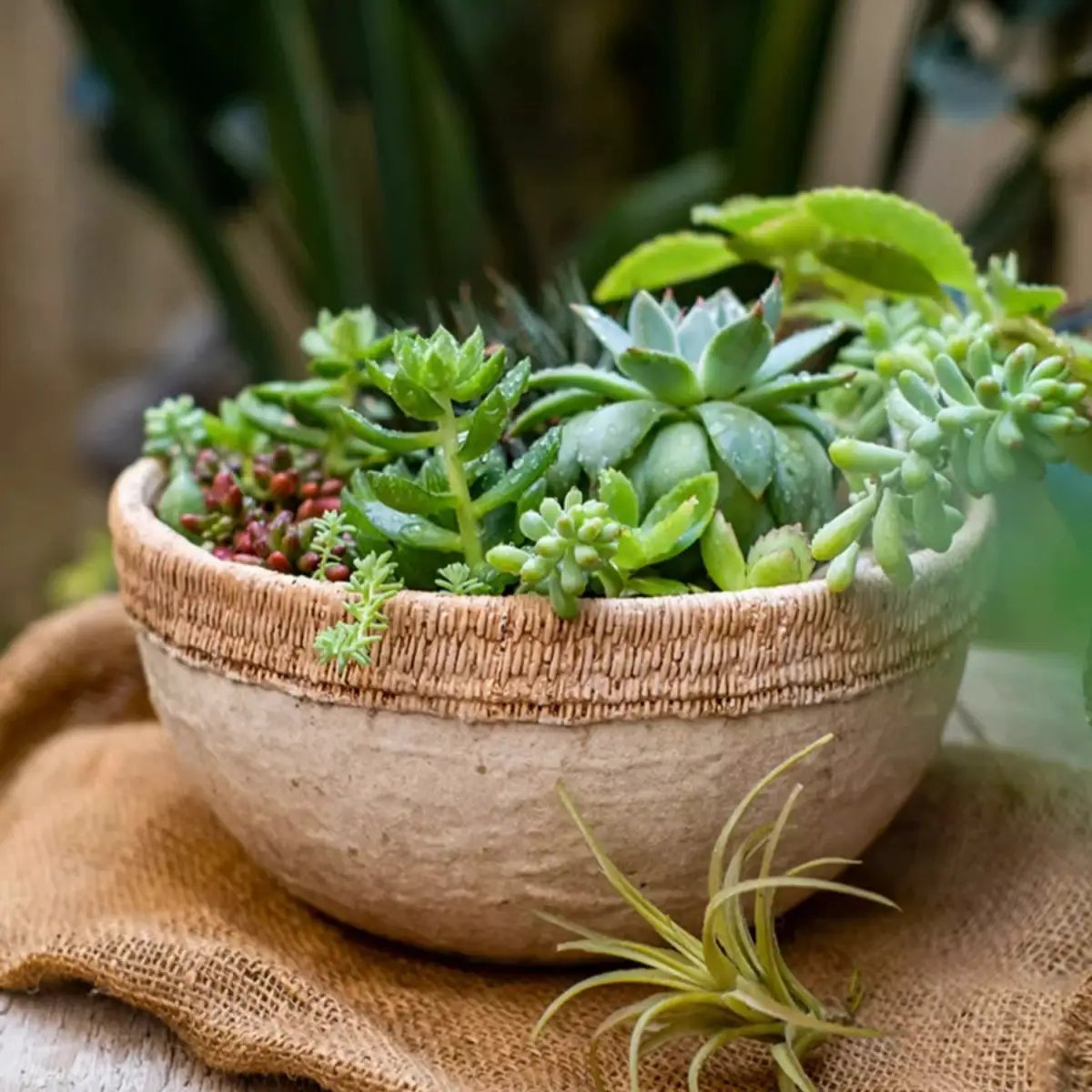 Rattan Pattern Edge Cement Planter by RusticReach