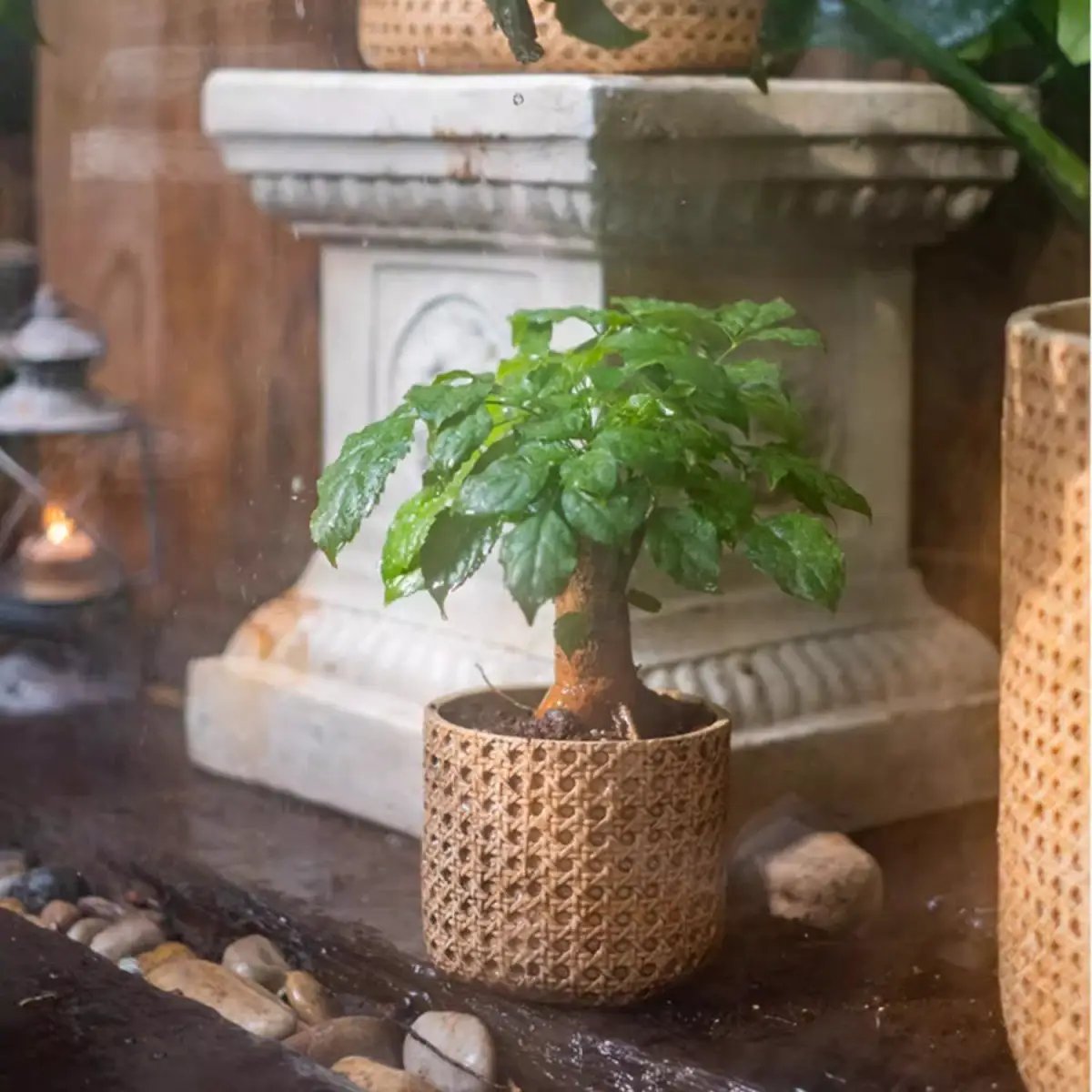 Rattan Texture Cement Planter by RusticReach