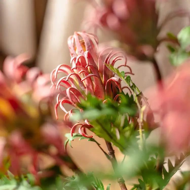Red Flame Protea Artificial Flower Stem 31" Tall by RusticReach