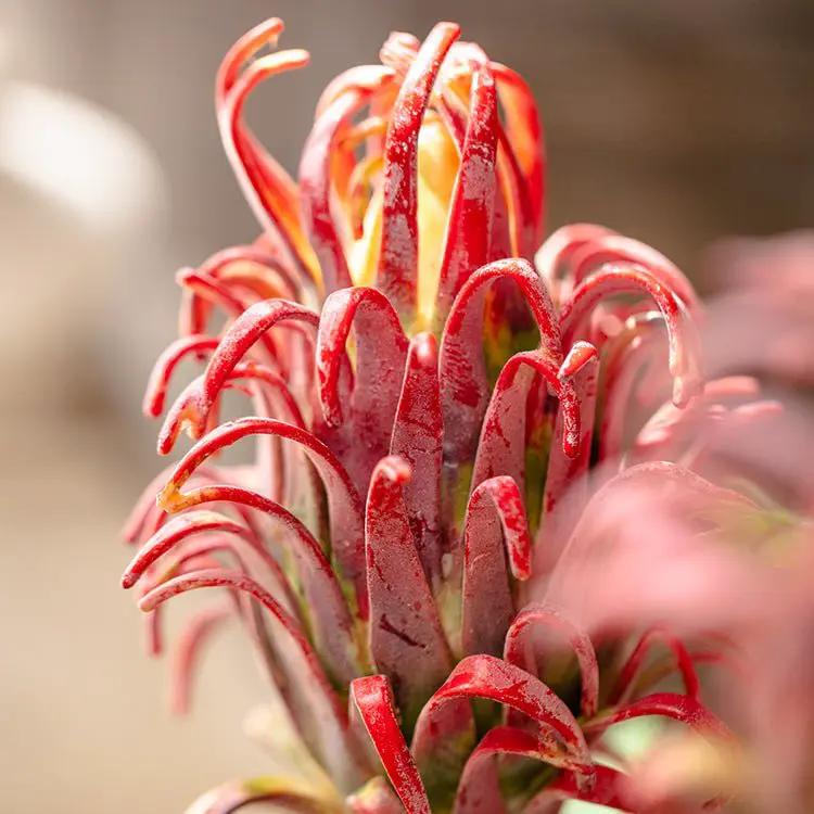 Red Flame Protea Artificial Flower Stem 31" Tall by RusticReach