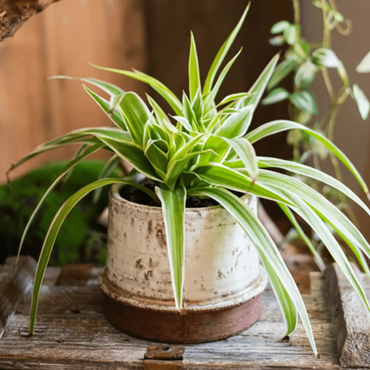 Restoration Ceramic Planter Vase by RusticReach