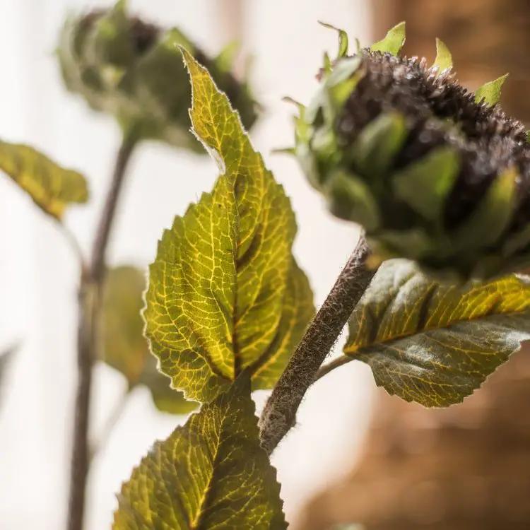 The Restoration Rustic Sunflower Stem by RusticReach