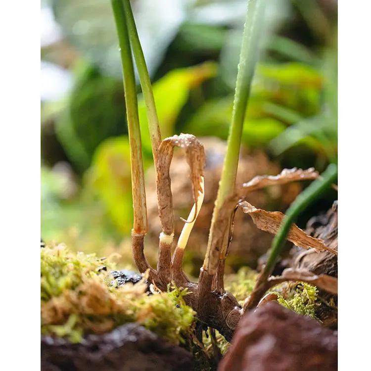 Faux Artificial Rooted Bunch Murdannia Leaf 23" Tall by RusticReach