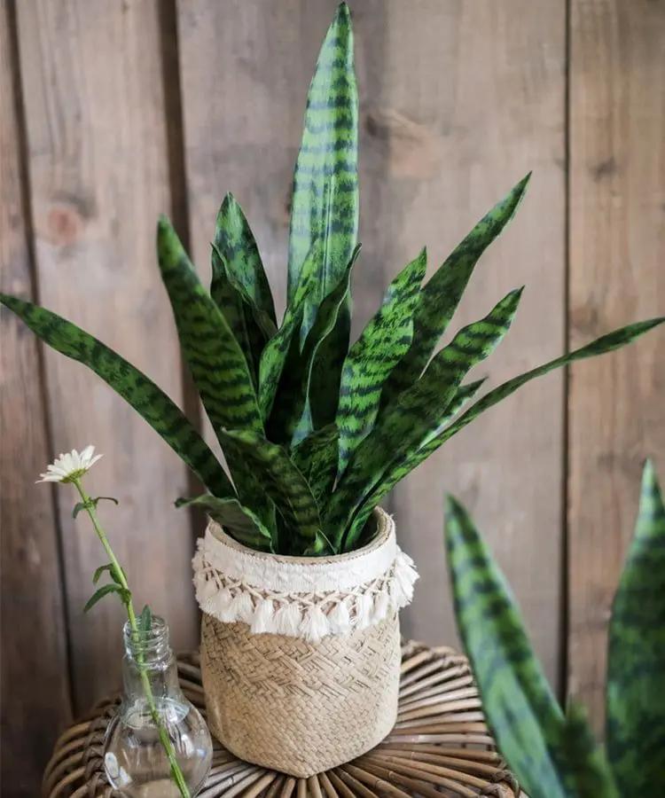 Faux Artificial Snake Plant In Pot Green by RusticReach
