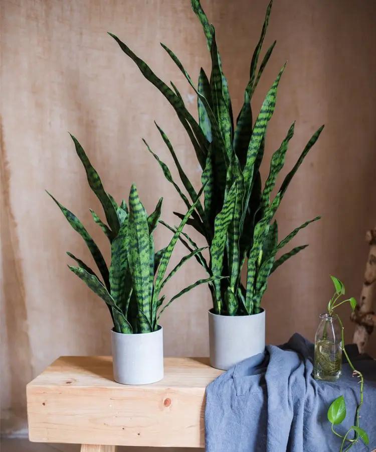 Faux Artificial Snake Plant In Pot Green by RusticReach
