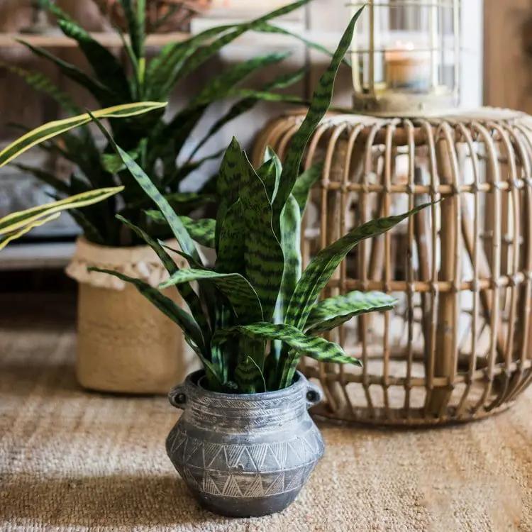 Faux Artificial Snake Plant In Pot Green by RusticReach