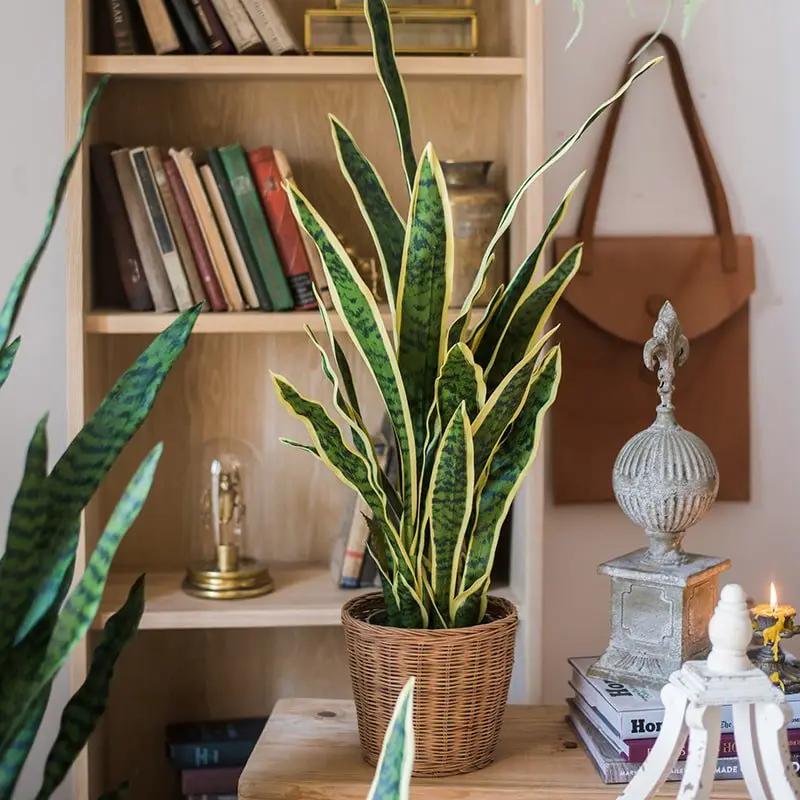 Faux Artificial Snake Plant in Pot Yellow Edged Leaf by RusticReach