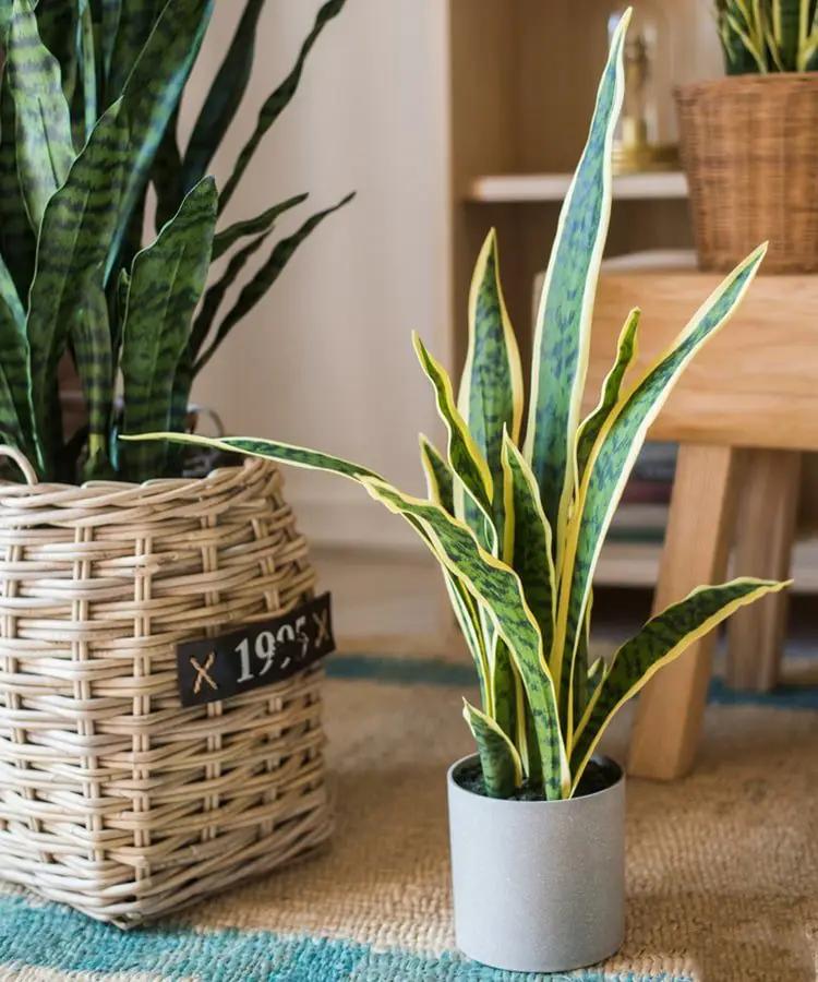 Faux Artificial Snake Plant in Pot Yellow Edged Leaf by RusticReach