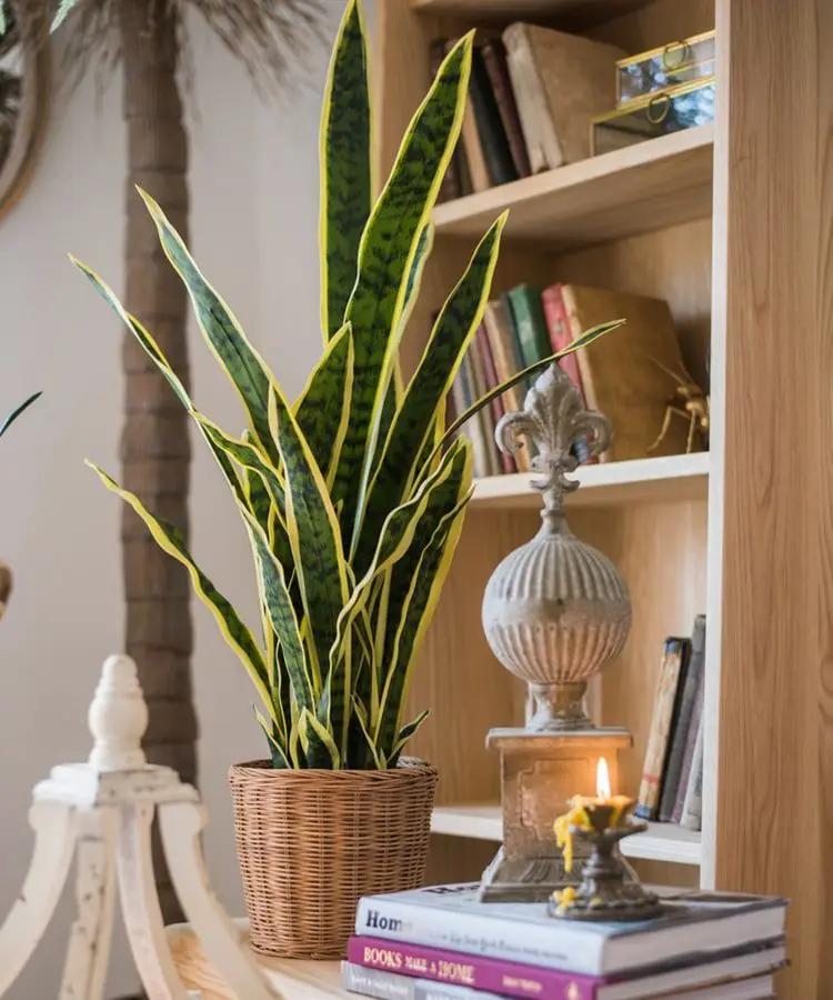 Faux Artificial Snake Plant in Pot Yellow Edged Leaf by RusticReach
