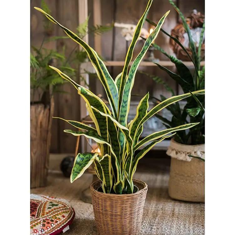 Faux Artificial Snake Plant in Pot Yellow Edged Leaf by RusticReach