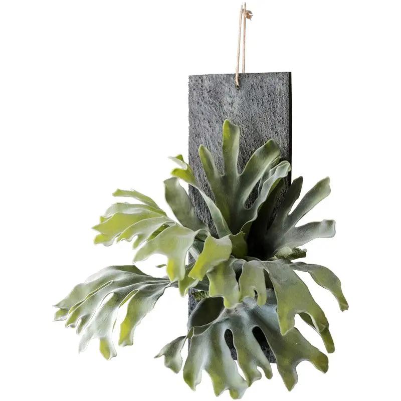 Artificial Faux Fern Madagascar Staghorn Wood Board Hanging by RusticReach