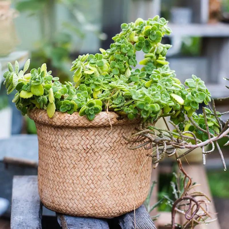Straw Basket Style Concrete Planter by RusticReach