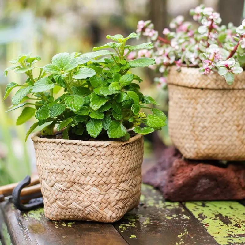 Straw Basket Style Concrete Planter by RusticReach
