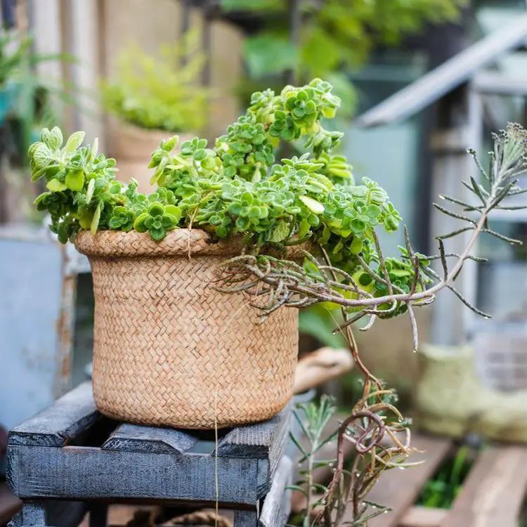 Straw Basket Style Concrete Planter by RusticReach