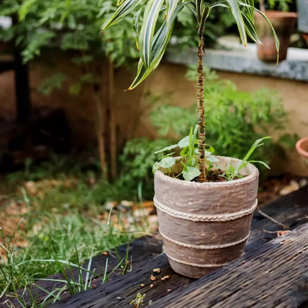 Tasha Red Terracotta Planter by RusticReach