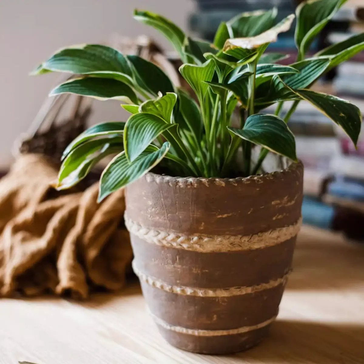 Tasha Red Terracotta Planter by RusticReach