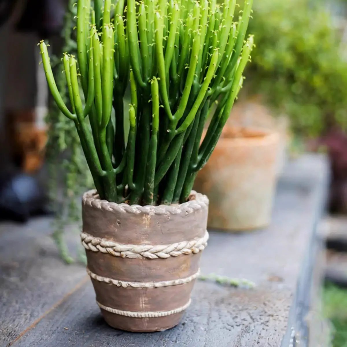 Tasha Red Terracotta Planter by RusticReach