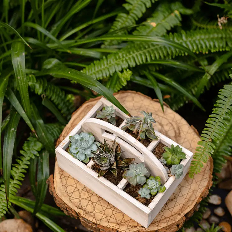 Wooden Desktop Organizer Succulent Planter by RusticReach