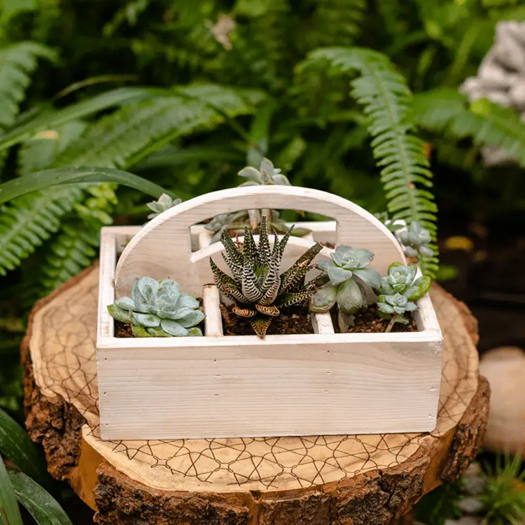 Wooden Desktop Organizer Succulent Planter by RusticReach