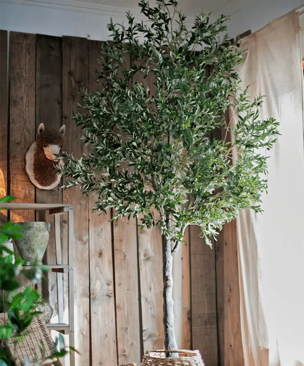 Extra Large Tall Olive Tree 118" Tall by RusticReach
