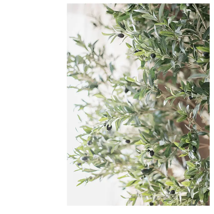 Extra Large Tall Olive Tree 118" Tall by RusticReach