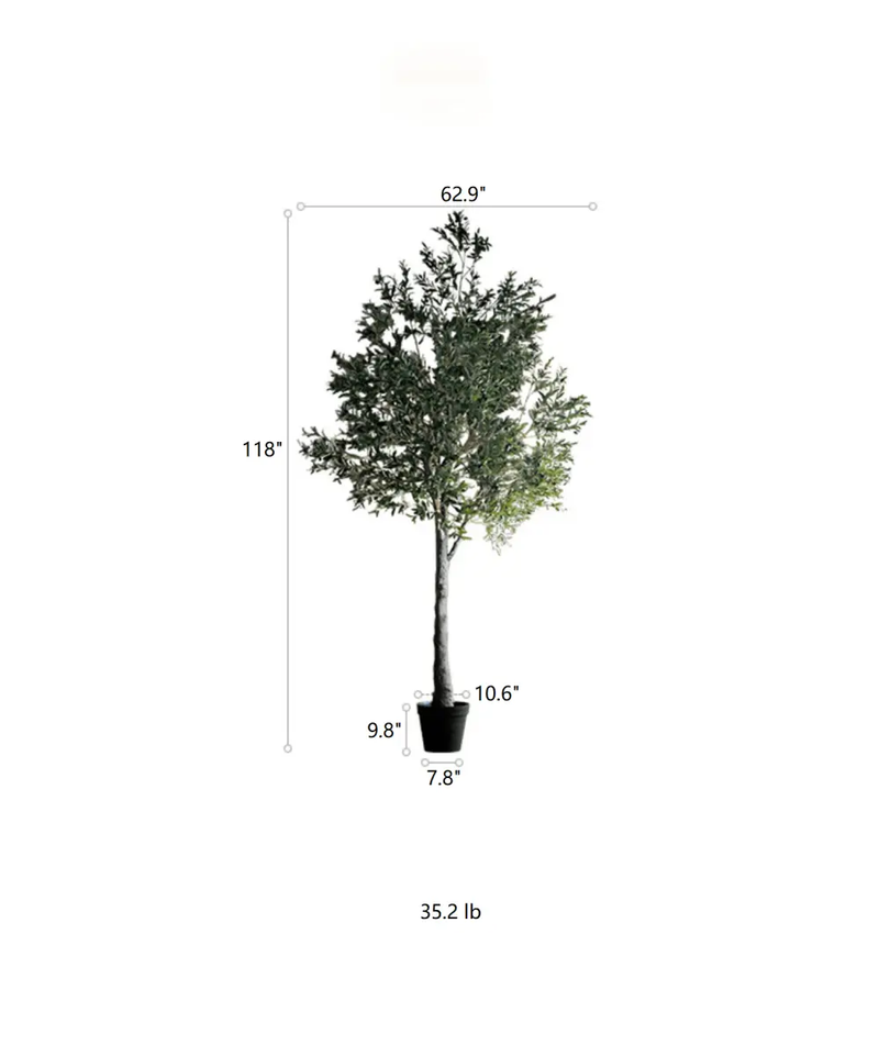 Extra Large Tall Olive Tree 118" Tall by RusticReach