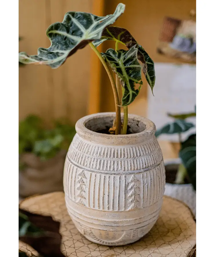 Yukun Terracotta Planter Stoneware by RusticReach