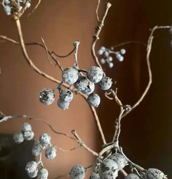 Zen Style Blue Berry Stem 37.5" Tall by RusticReach