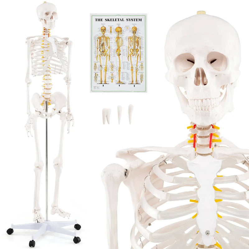 Life Size Human Skeleton Model for Anatomy Anatomical Skeleton with Nerves System by DirectDeals