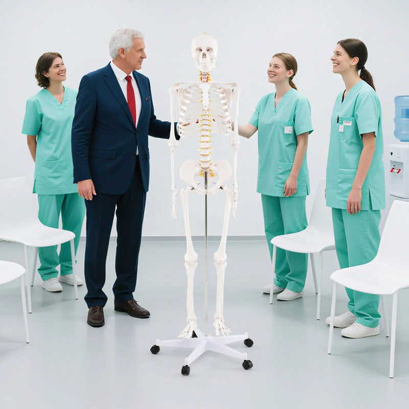 Life Size Human Skeleton Model for Anatomy Anatomical Skeleton with Nerves System by DirectDeals